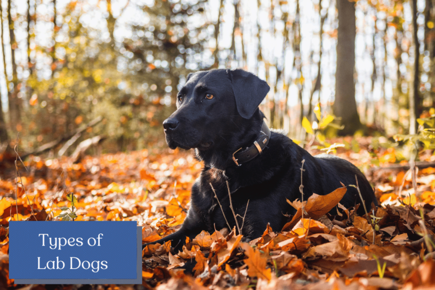 Discover the diverse world of Labrador Retrievers! Explore the unique traits and personalities that make each of the different types of lab dogs so special!