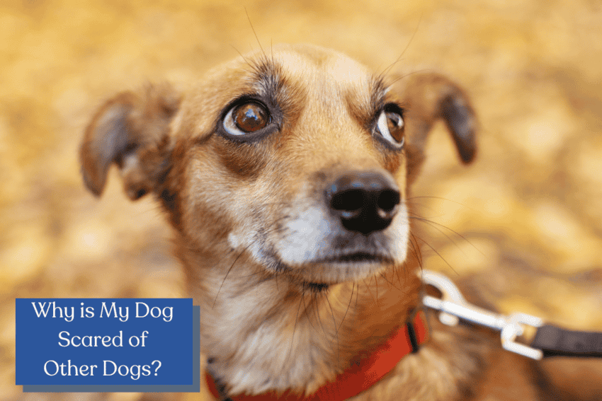 "Why is my dog scared of other dogs?" If you're dealing with a reactive dog that freaks out when he encounters other pups on a walk or at the vet, this guide is for you!